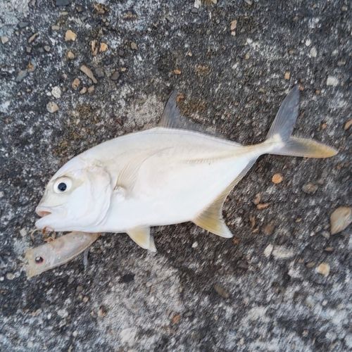 メッキの釣果