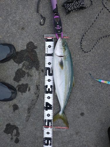 イナダの釣果