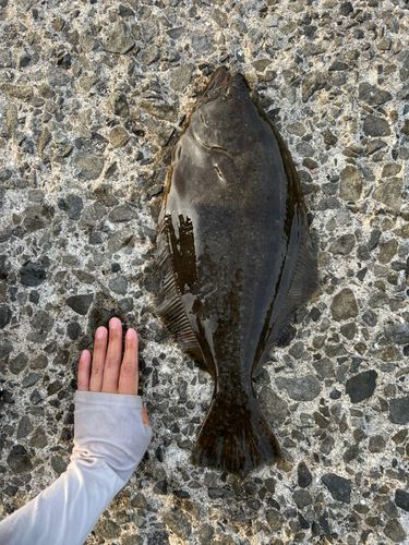 ヒラメの釣果