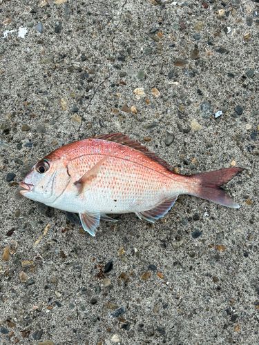 タイの釣果