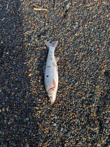 ウグイの釣果