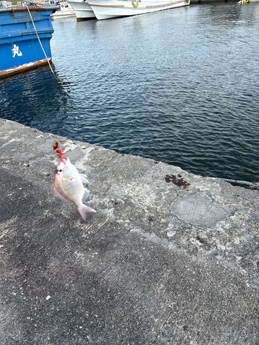 タイの釣果