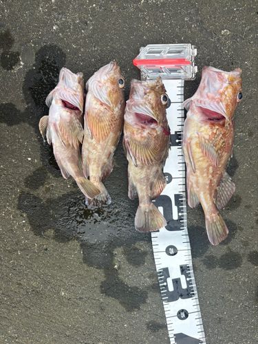 カサゴの釣果