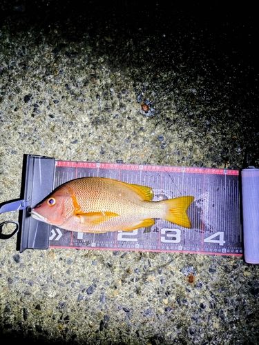 シブダイの釣果