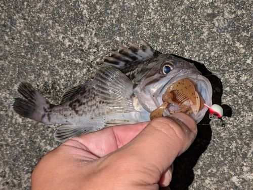 クロソイの釣果