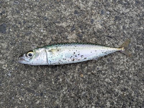 マサバの釣果
