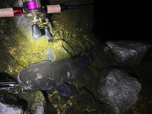 ナマズの釣果