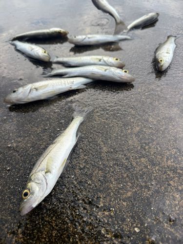 セイゴ（タイリクスズキ）の釣果