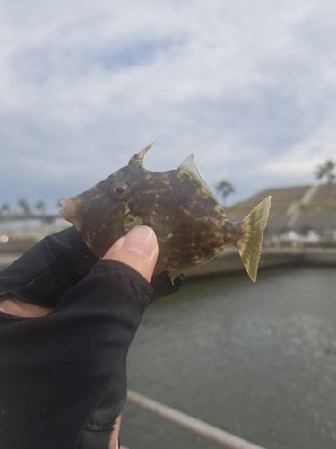 カワハギの釣果