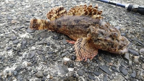オニカサゴの釣果