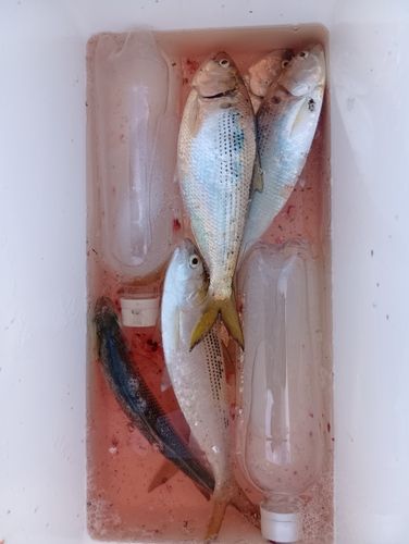 コノシロの釣果