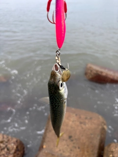 サバの釣果