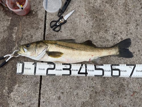 スズキの釣果