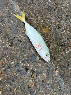 ワカシの釣果