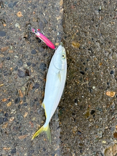 ワカシの釣果