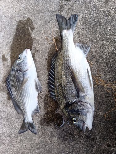 釣果