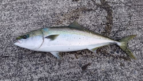 ワラサの釣果
