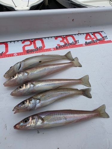 シロギスの釣果