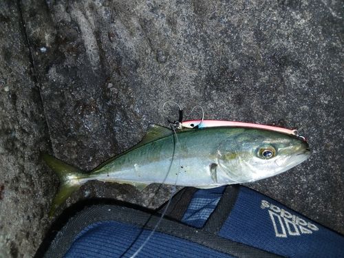 ヤズの釣果