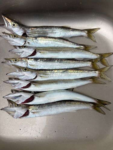 カマスの釣果