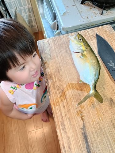 ツバスの釣果