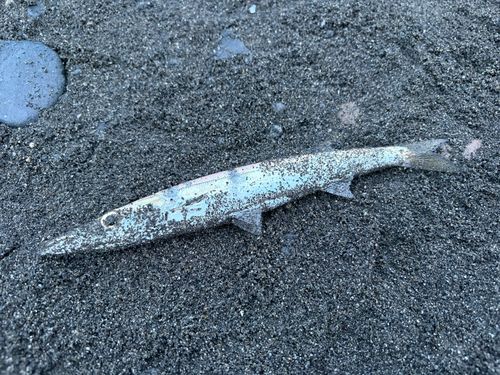 カマスの釣果