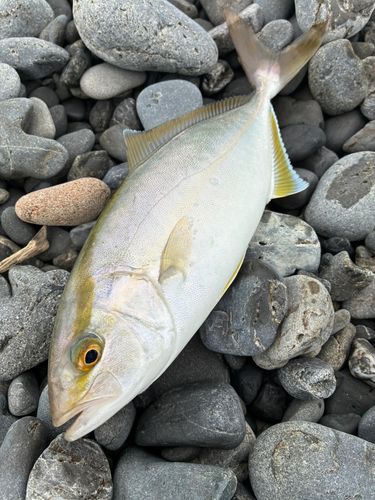 シオの釣果