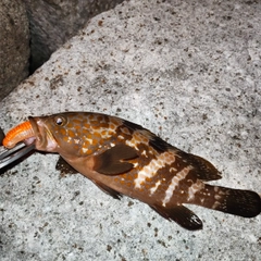 キジハタの釣果