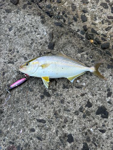 ネリゴの釣果