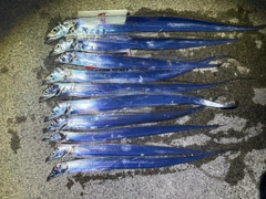 タチウオの釣果
