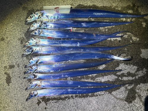 タチウオの釣果