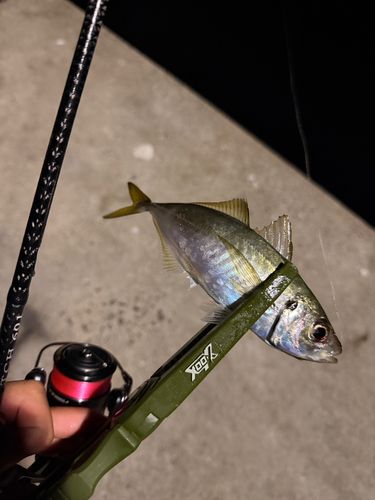 マアジの釣果