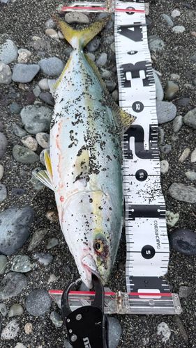 イナダの釣果