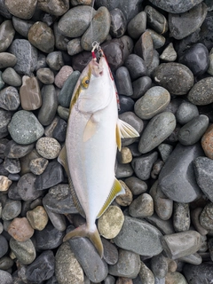 カンパチの釣果
