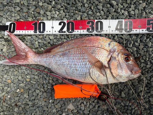 マダイの釣果