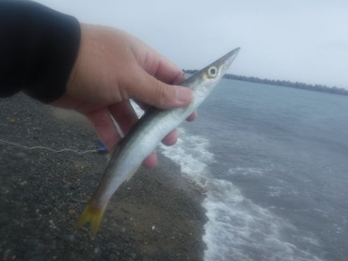 釣果