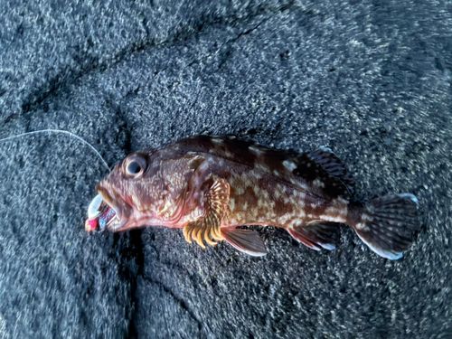 アラカブの釣果