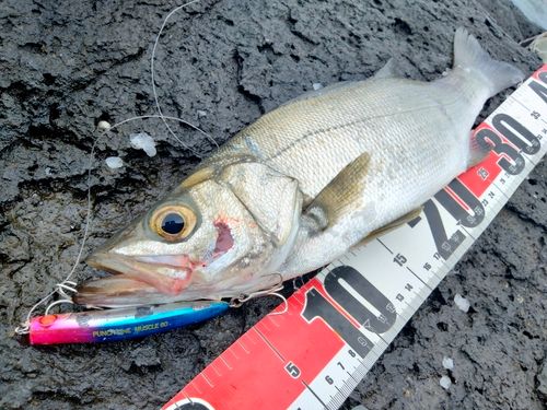 ヒラスズキの釣果
