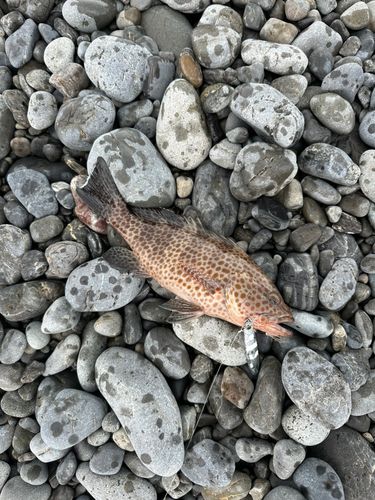 オオモンハタの釣果
