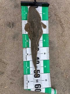マゴチの釣果