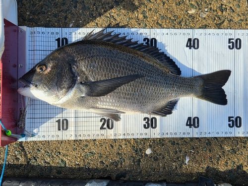 チヌの釣果