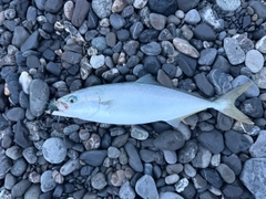 ワカシの釣果