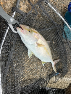 ショゴの釣果