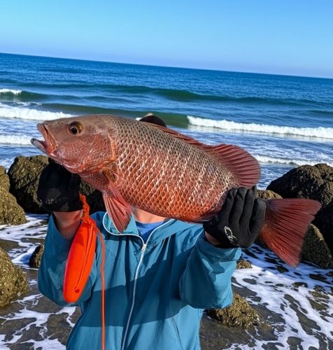 マングローブジャックの釣果