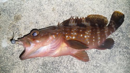 キジハタの釣果