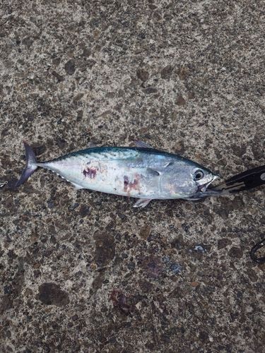 ソウダガツオの釣果