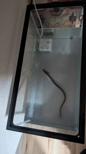 ウナギの釣果