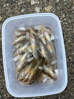 マハゼの釣果