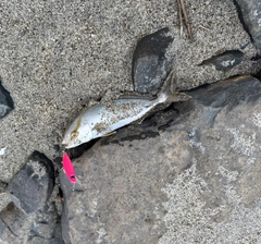 ショゴの釣果