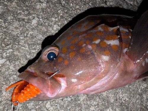 キジハタの釣果